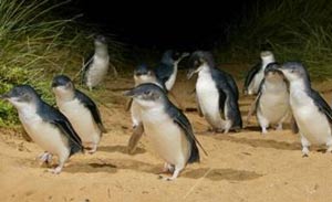 Penguin Experience at philip island