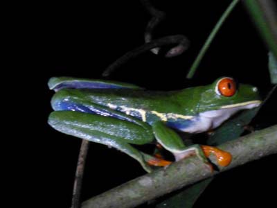 red eyed frog
