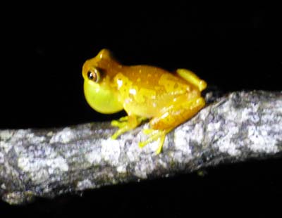 yellow frog