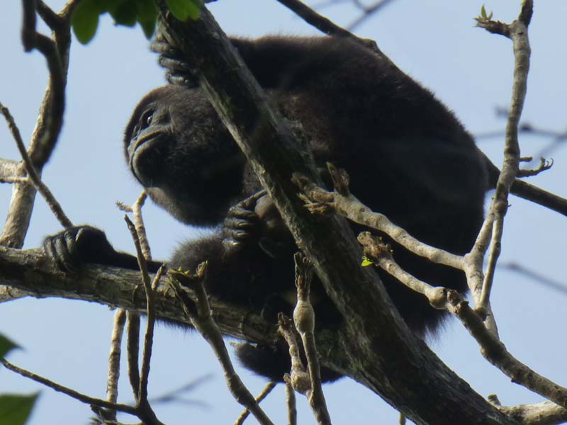 monkey