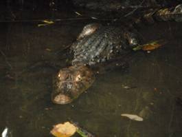 crocodile
