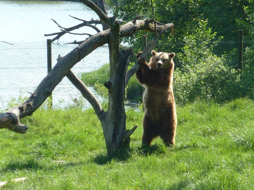 bear in Animal Park
