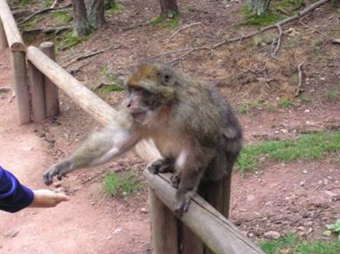 Monkey park, La Montagne des Singes
