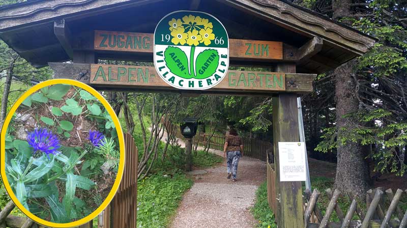 גן בוטאני Villacher Alpengarten