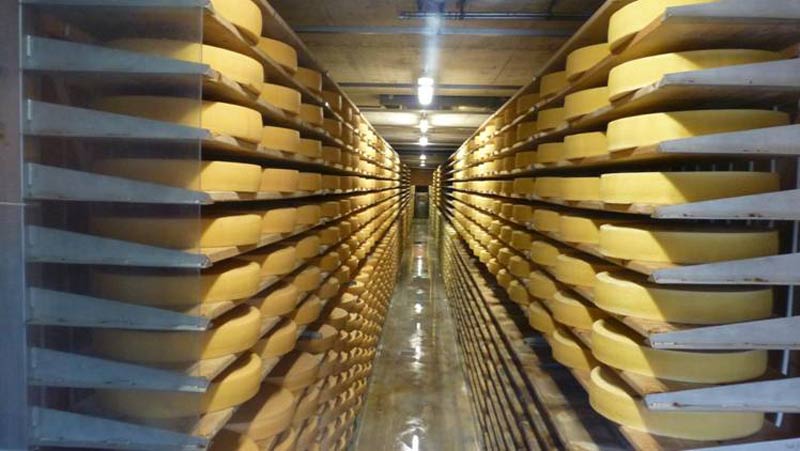 מפעל ייצור גבינות