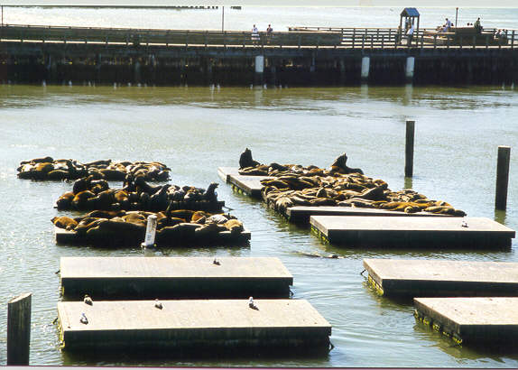 SEALS.jpg (48602 bytes)