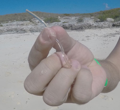 איבר מין של צדפה