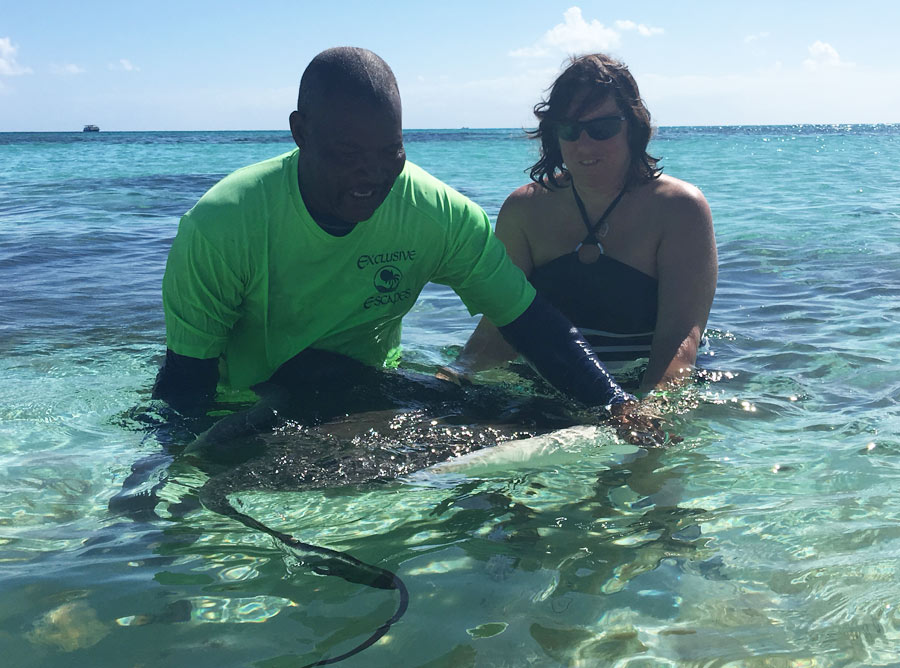 ליטוף חתולי ים