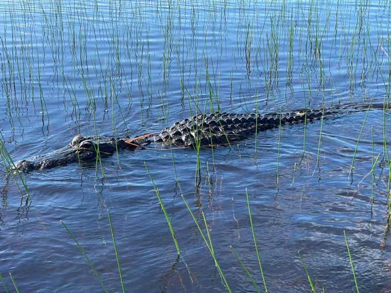 תנין בפארק לאומי אברגליידס