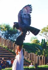 "פארק חיות הבר", Wild Animal Park