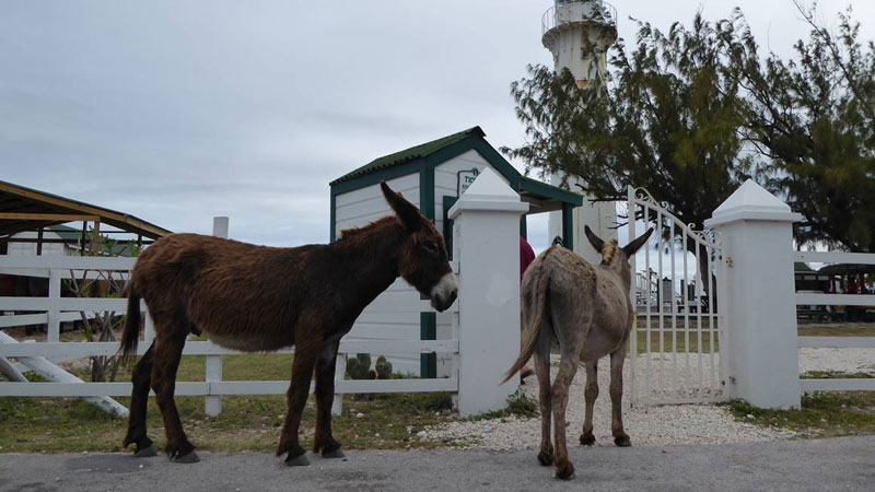 חמורים באי גרנד טורק
