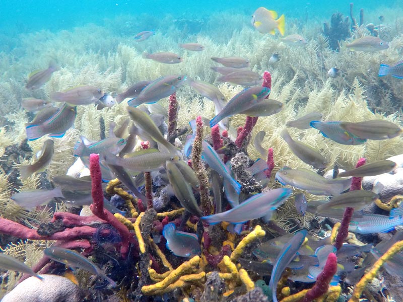 דגים ואלמוגים