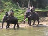 image-name elephants