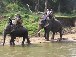 elephants ride